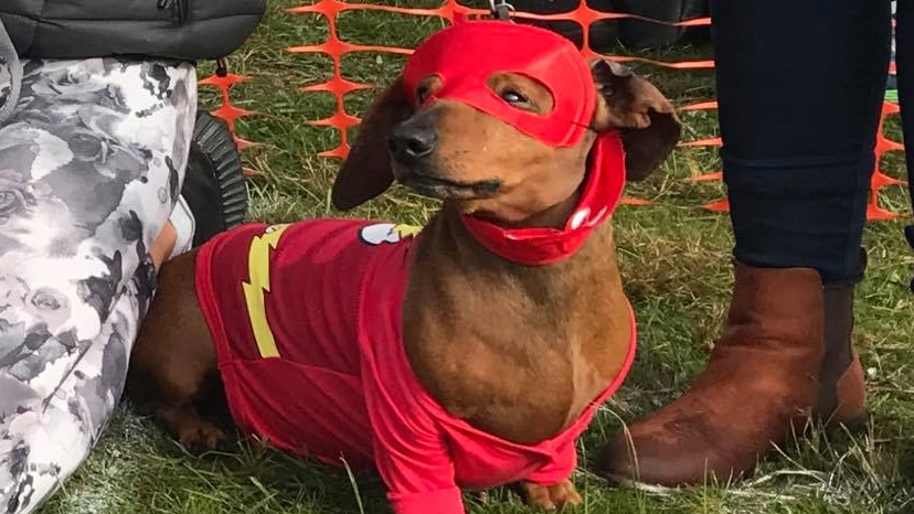 Masked contestant at Dachshund Fashion Parade 2017, Campbell Town Show.