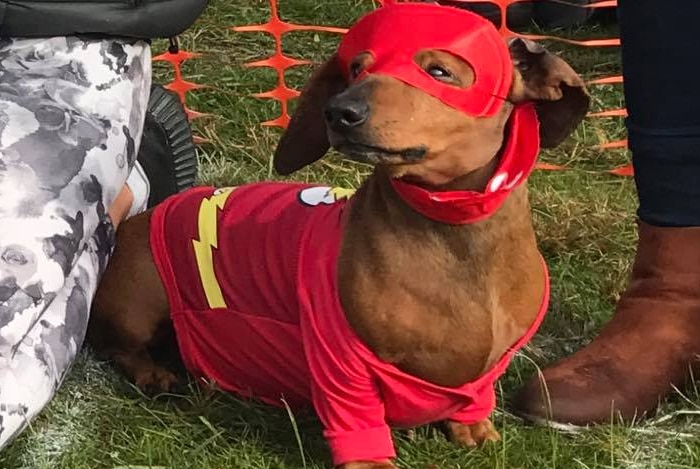 Masked contestant at Dachshund Fashion Parade 2017, Campbell Town Show.