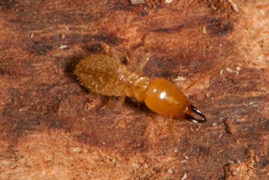 A soldier termite of the coptotermes ascinasiformis species.