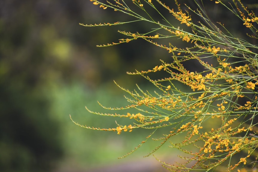 A wattle tree sits to the right of the picture