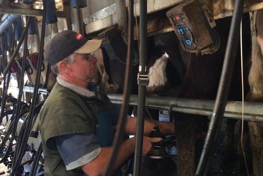 Dale Hanks working in his Harvey dairy farm