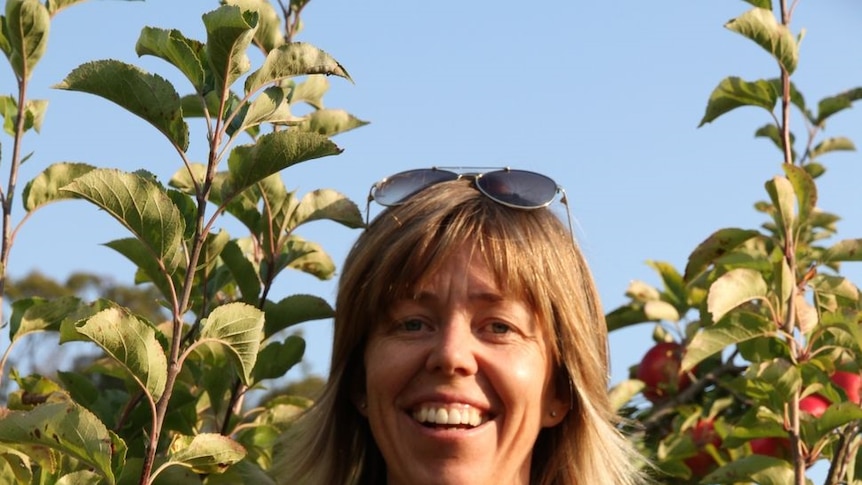 Kym Shilton is standing in an orchard in Tasmania's Tamar Valley, harvesting apples.