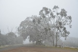 Cold weather in Stanthorpe on Qld's Granite Belt
