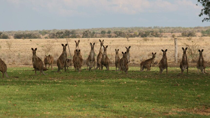 Mob of kangaroos find some grass in central-west Queensland