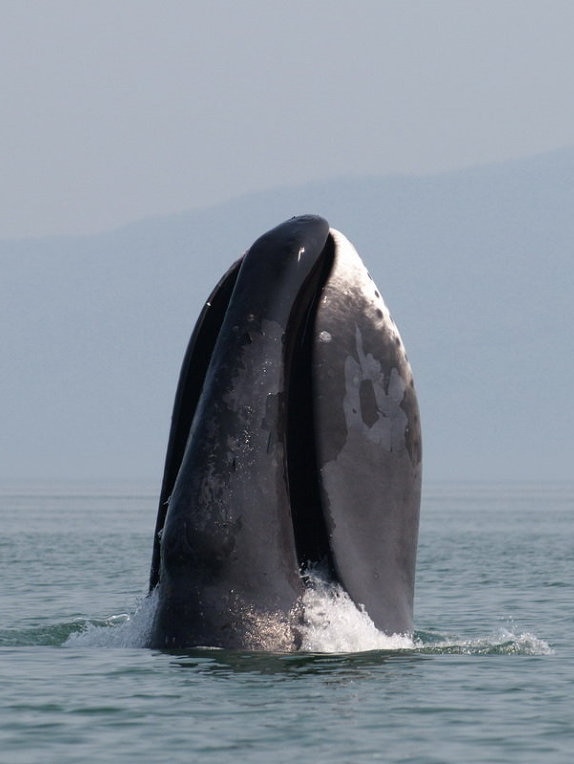 Whale tail - Wikipedia