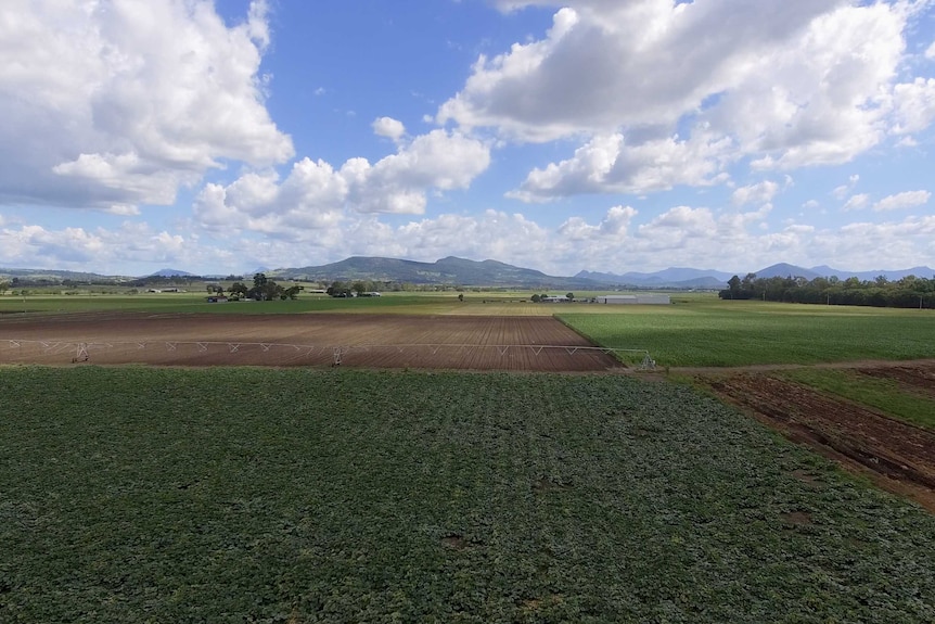 Green fields of vegetables from the air on Queensland's Scenic Rim, February 2021.