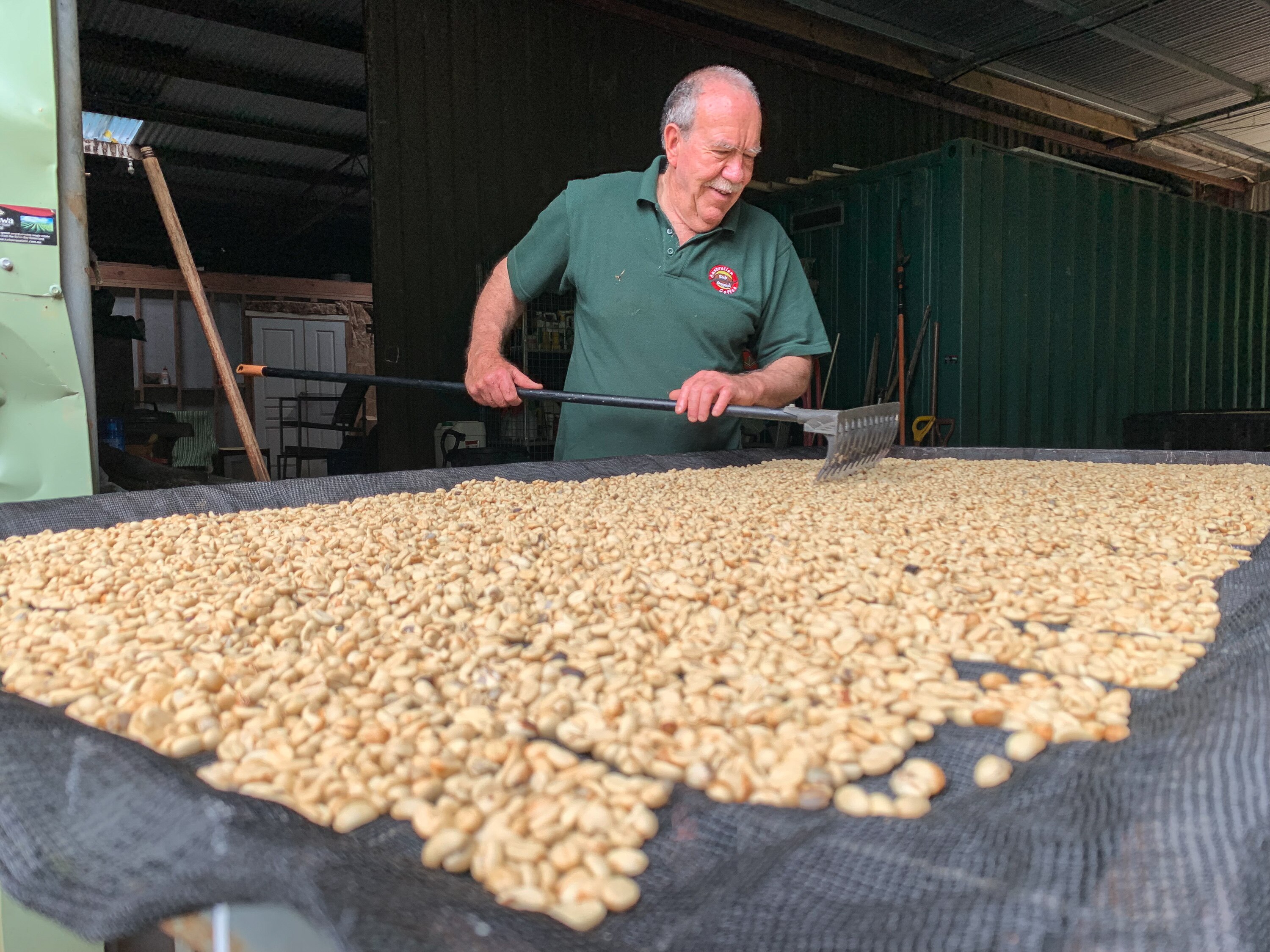 A man rakes coffee beans on a giant tray.