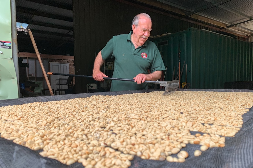 A man rakes coffee beans on a giant tray.