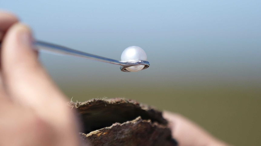 Close up of pearl emerging from oyster shell