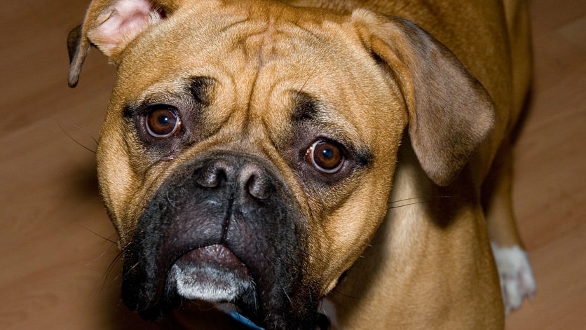 Young mastiff