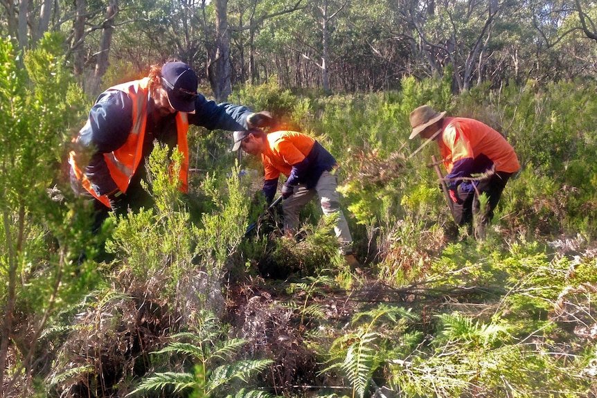Volunteers revegetate habitat to encourage the bandicoots
