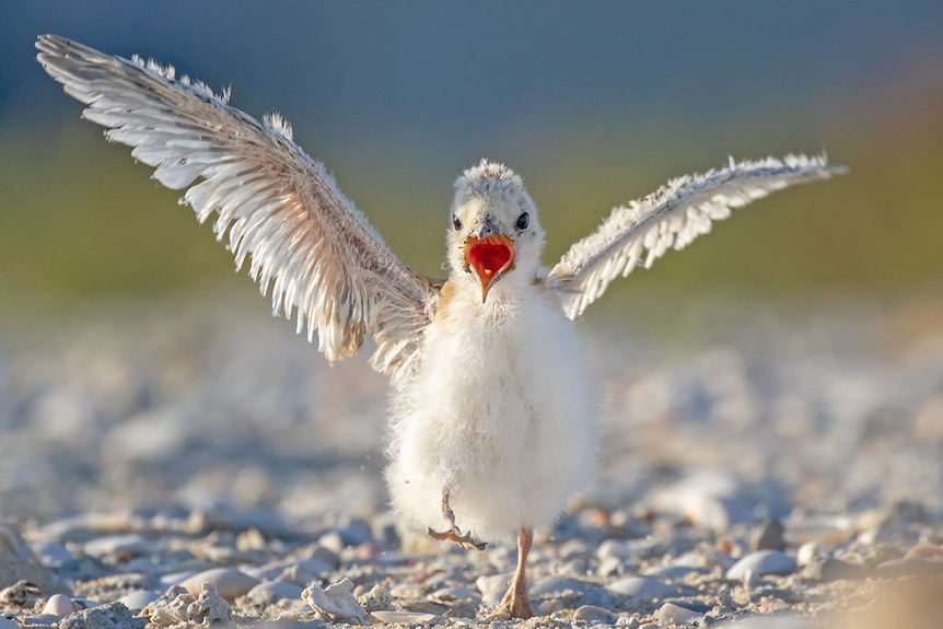 A baby fairy tern opens it beak and flaps its wings.