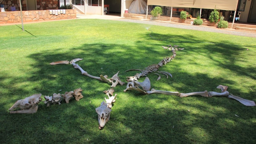 Camel bones laid out in the form of animal skeleton on green lawn.
