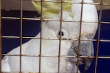 82yo cockatoo Robbo