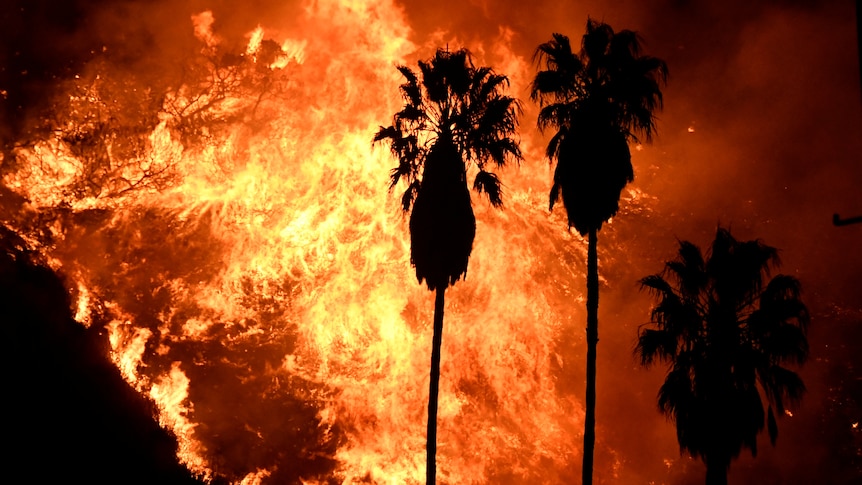Palm trees silhouetted by raging bushfires 