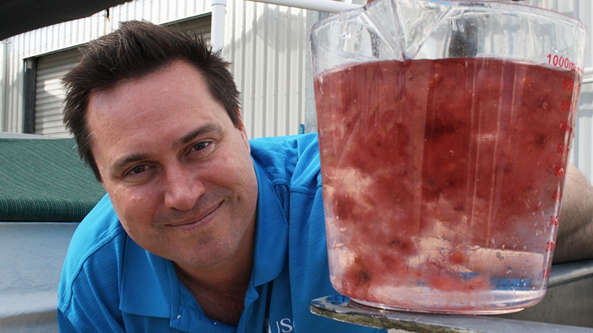USC Professor Nicholas Paul holds a jug of the puffy pink seaweed called asparagopsis.