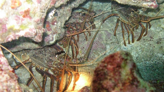 Image of several crayfish in a rockpool taken at night