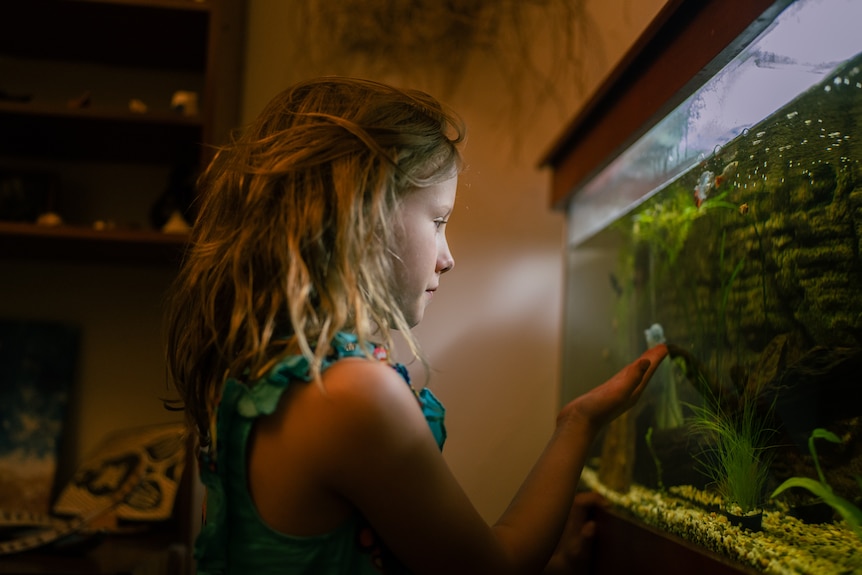 A young girl looks at a home aquarium tank filled with greenery.