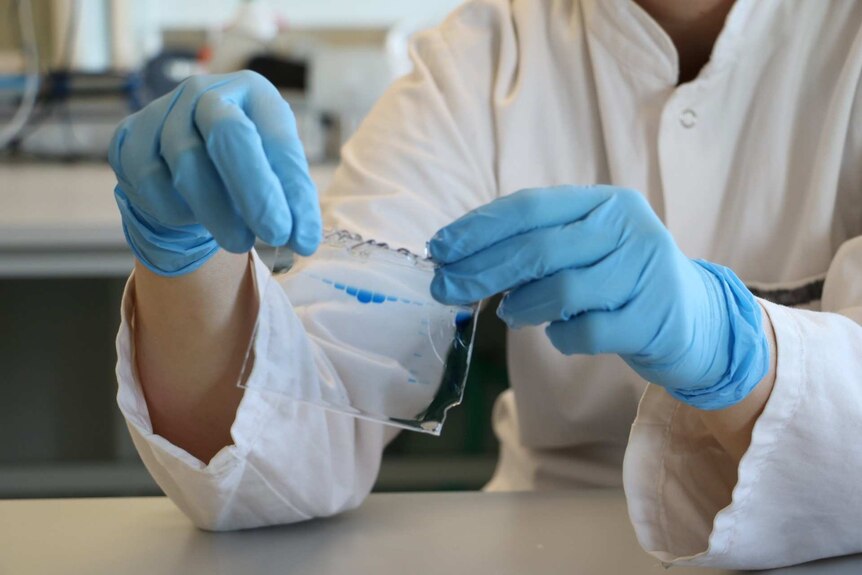 gloved hands looking at a protein sample in a lab