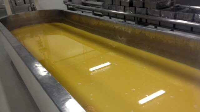 Cheddar cheese being made at the Maffra cheese factory