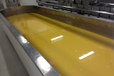 Cheddar cheese being made at the Maffra cheese factory