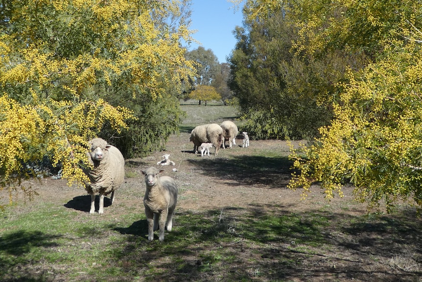 Sheep and lambs amongst wattles.