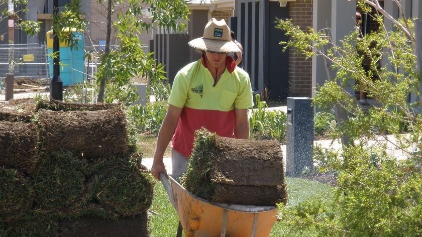 A worker carries a load of turf in a wheelbarrow on a construction site in north-west Sydney.