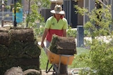 A worker carries a load of turf in a wheelbarrow on a construction site in north-west Sydney.