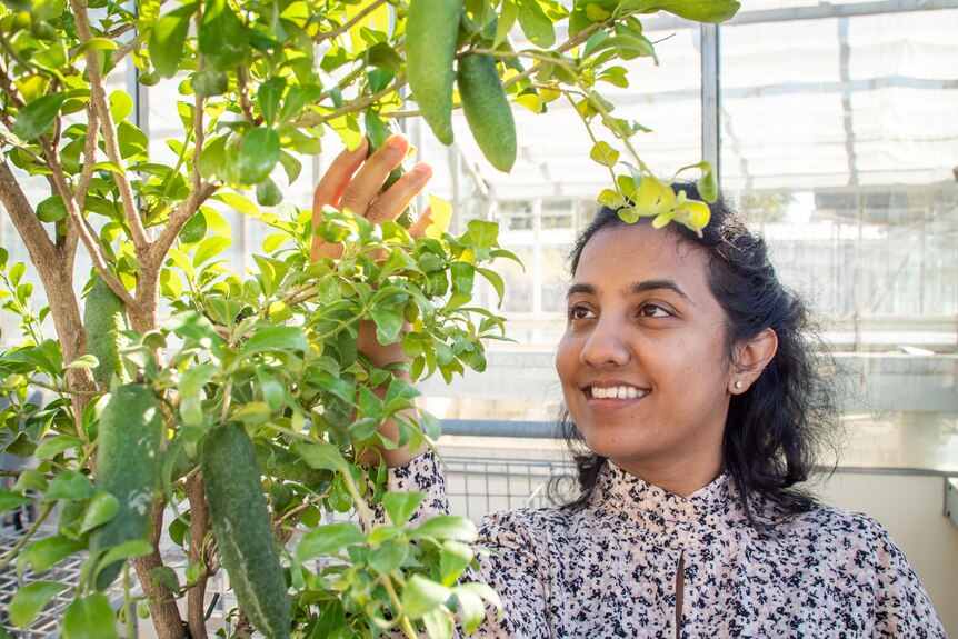 A woman looks up to a long green fingerlime fruit on a tree in the research facility.