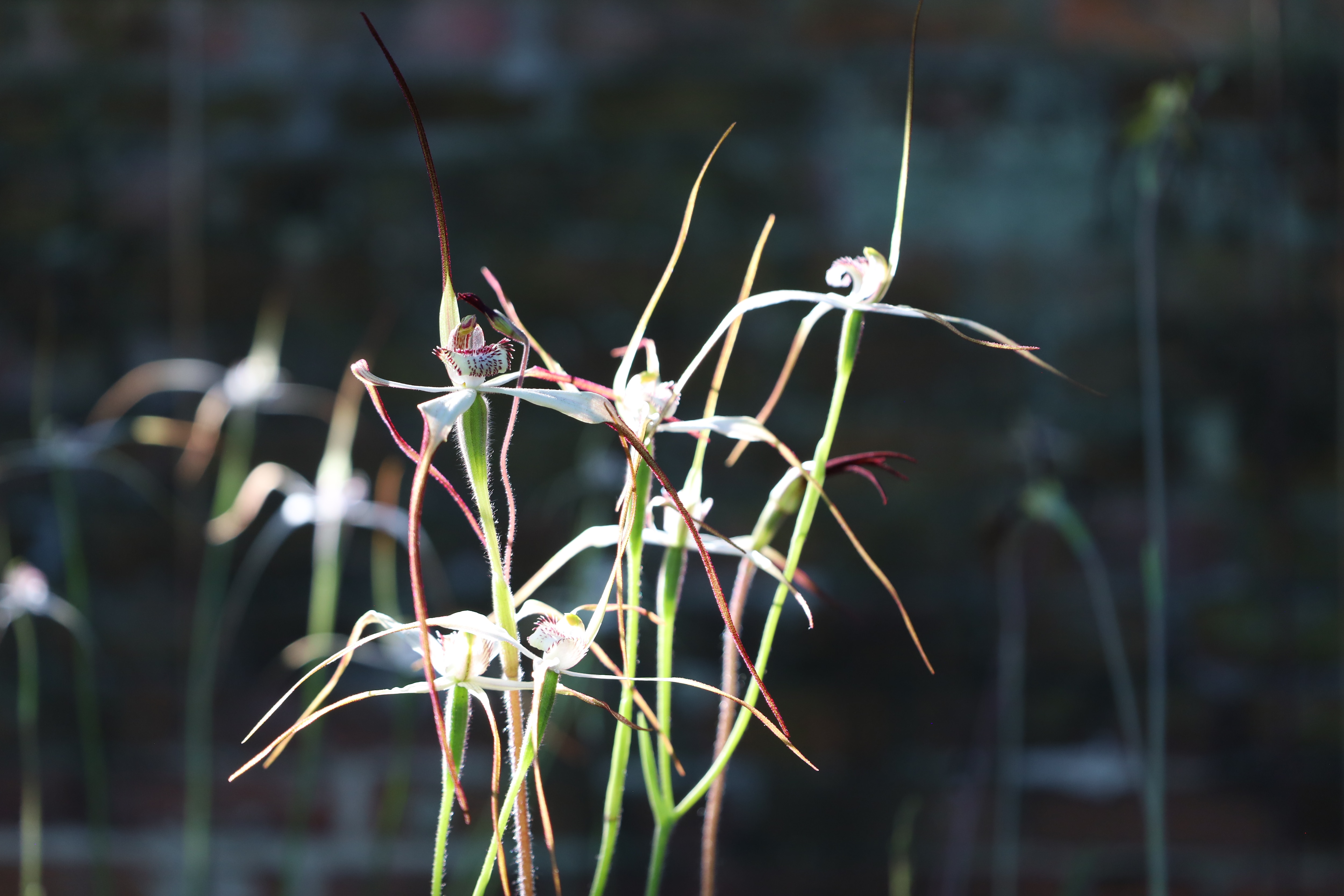Orchid conservationists help photographers snap great pictures with ...