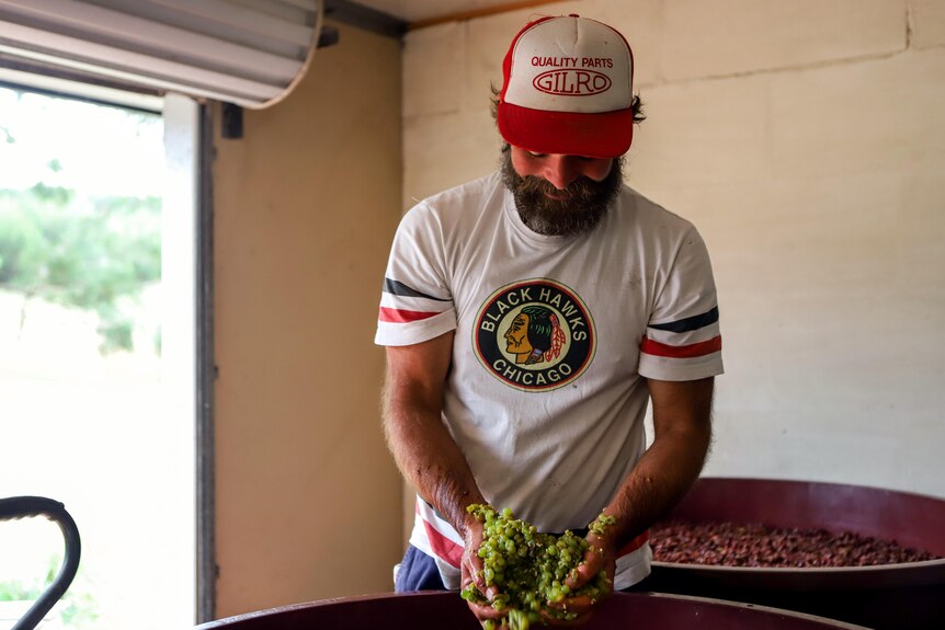 Man with beard wearing red hat and white tshirt stands inside shed holding handful of dripping green grapes above red barrel