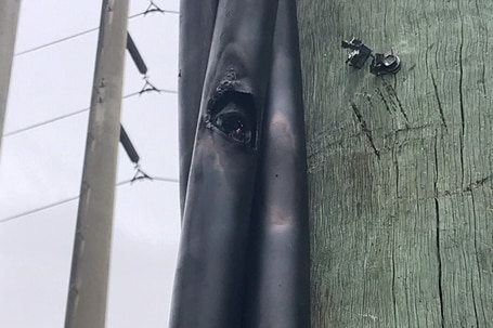 close up of wiring on the side of an electrical pole which has been hacked with an axe