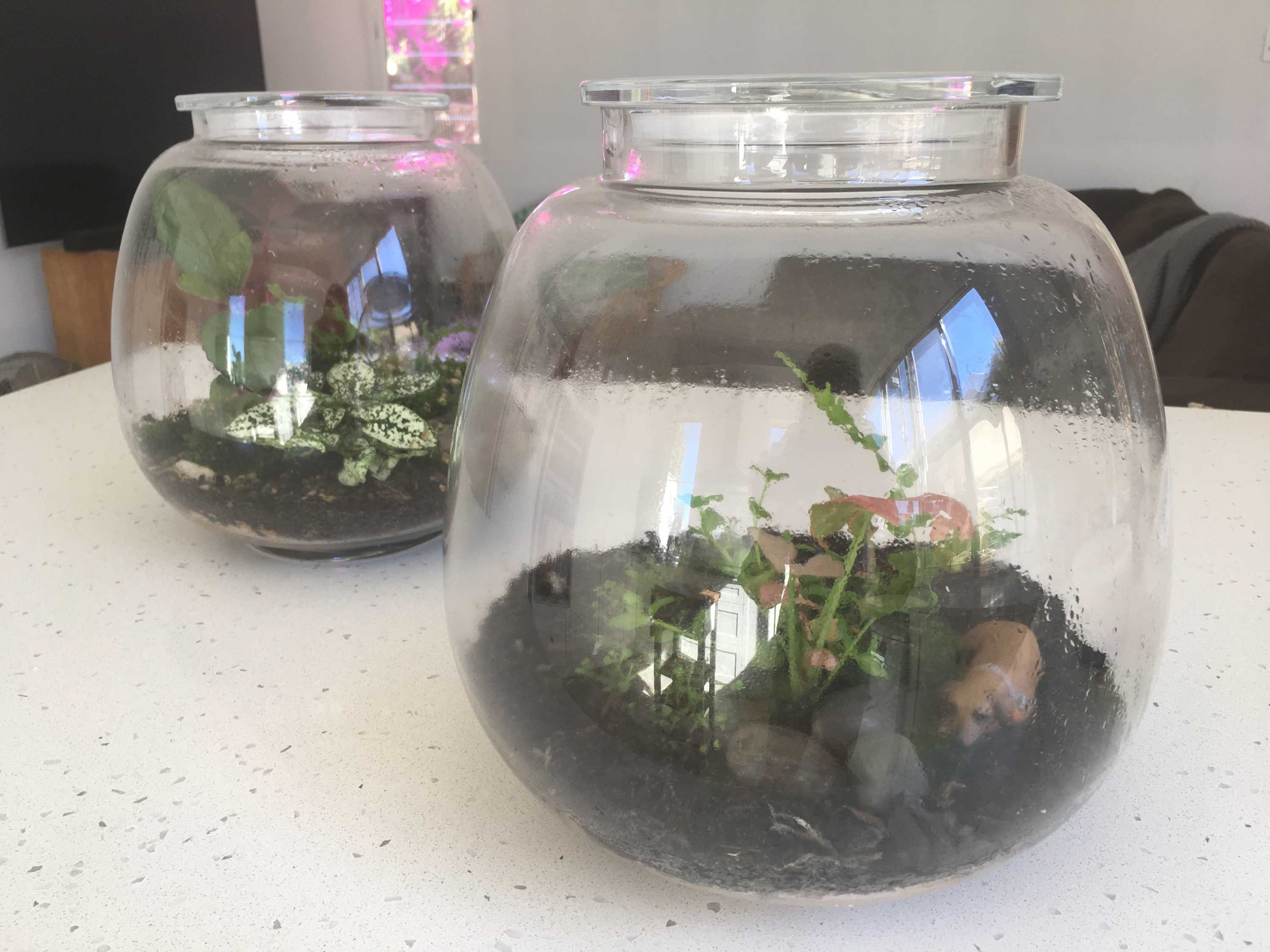 A crash course on setting up a terrarium - ABC listen