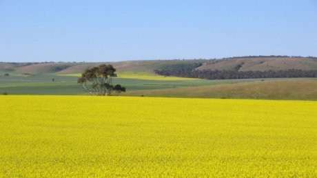 Ladang bunga canola di Australia