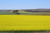 Ladang bunga canola di Australia