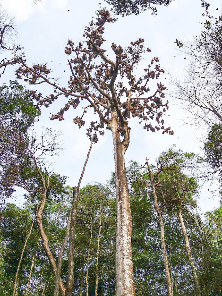 Metallic starling nests fill the upper branches of particularly tall trees found in far north Queensland rainforests.