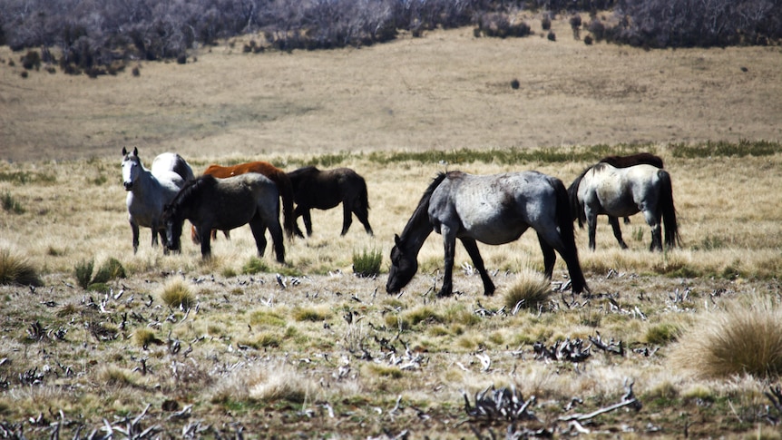 a herd of nearly 10 horses of different colours eating grass with burnt trees in the background