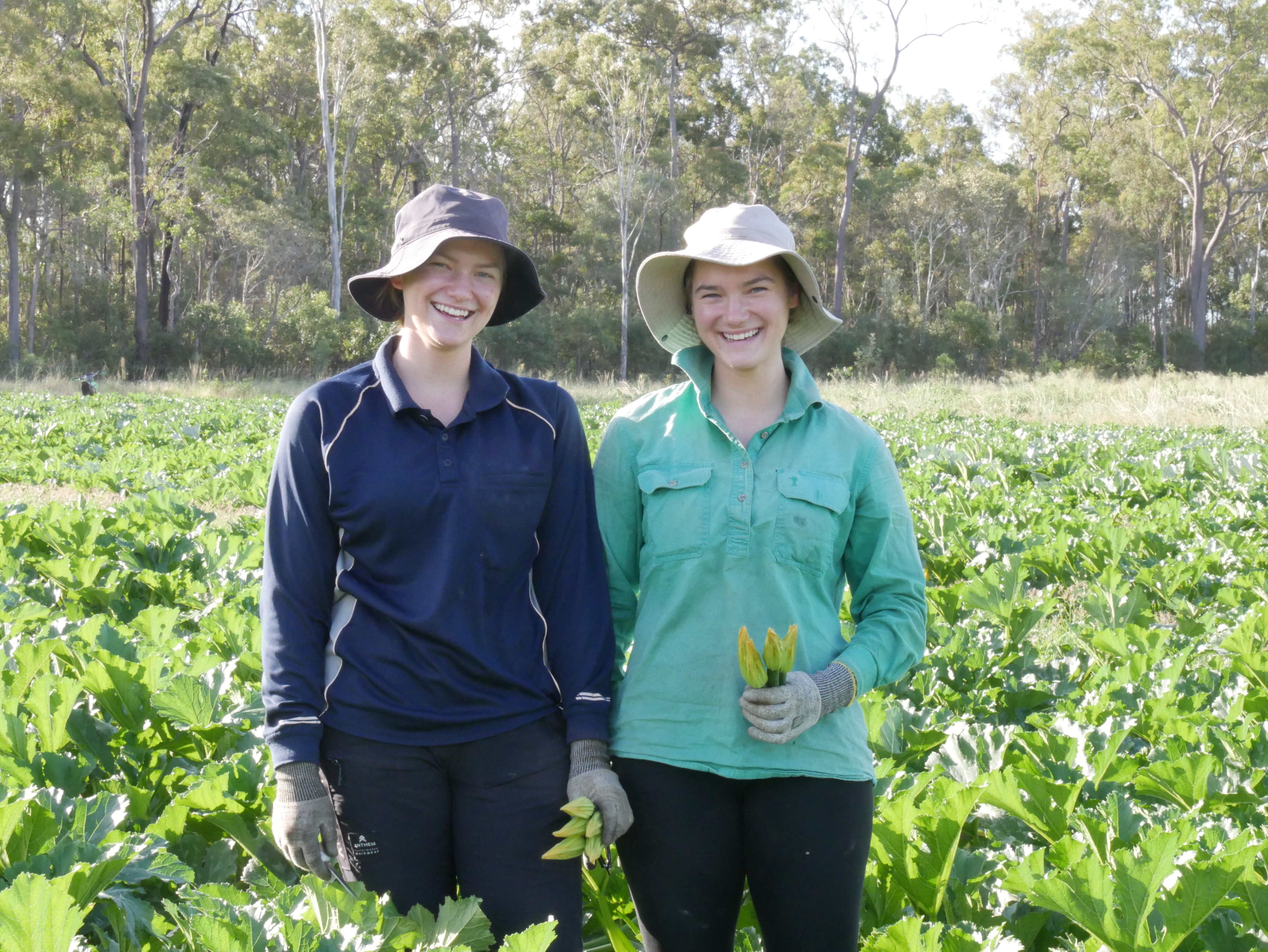 Zucchini flowers' short harvest window brings generations together