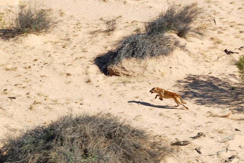 A dingo runs through the terrain
