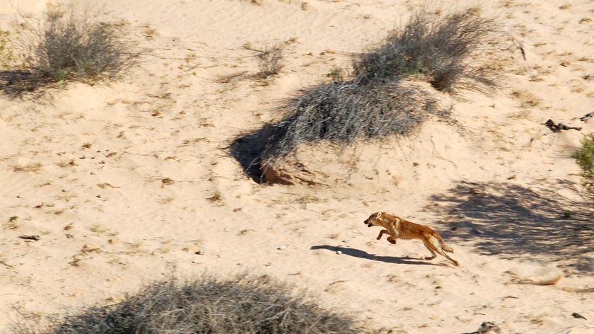 Dingo in outback