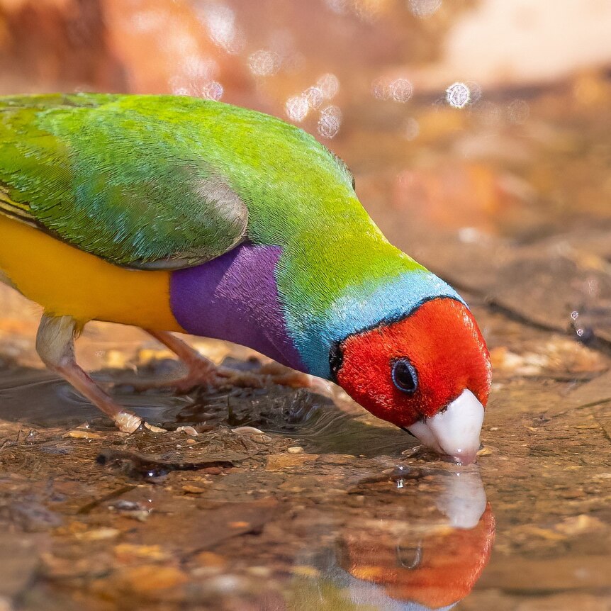 A close up of a small brightly coloured bird drinking from a waterhole