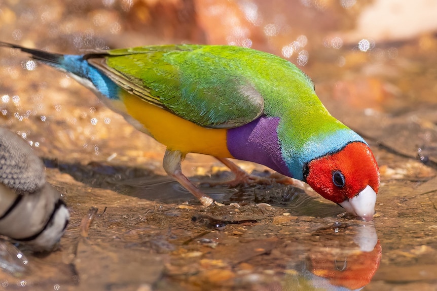 A close up of a small brightly coloured bird drinking from a waterhole