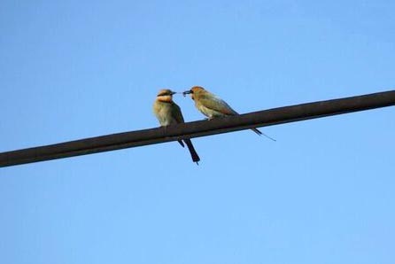 pair of birds feeding each other.