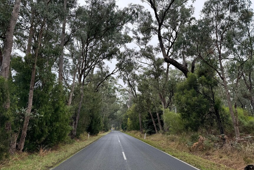 A road lined with gum trees and grass