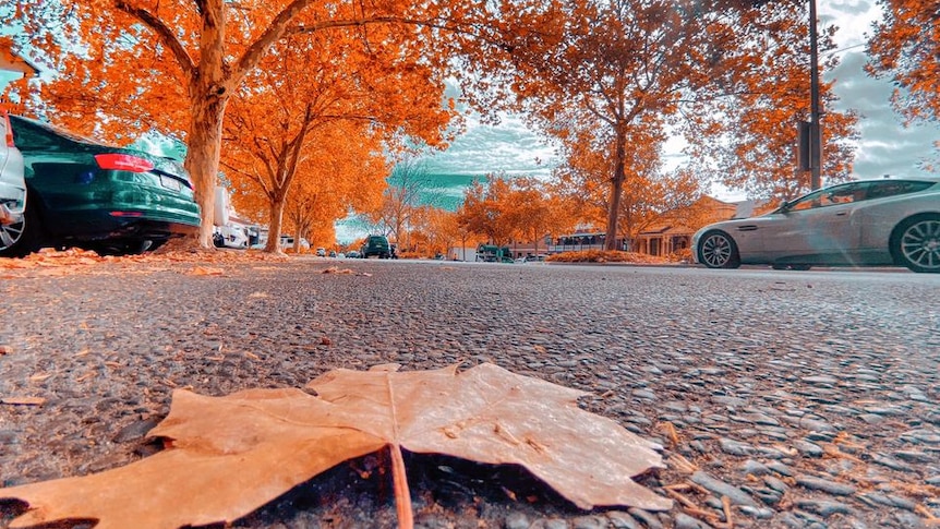 Orange autumn leaves in tree in background, single orange leaf on a bitumen road in foreground, with parked cars on side of road