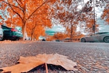A close up of a orange leaf on the road, with scores of trees in the distance with autumn leaves, parked cars under the trees.