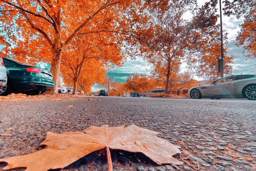 A close up of a orange leaf on the road, with scores of trees in the distance with autumn leaves, parked cars under the trees.