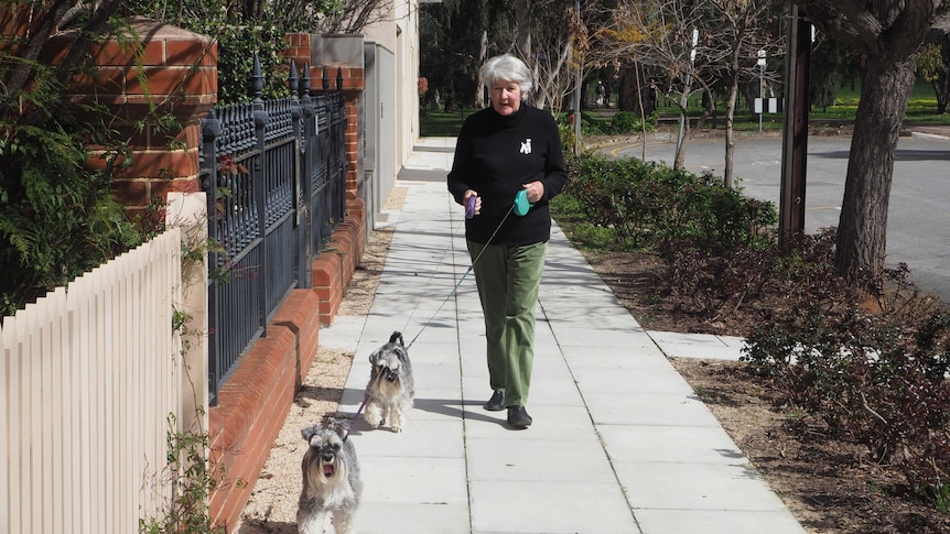 An older woman walks her two schnauzers dogs