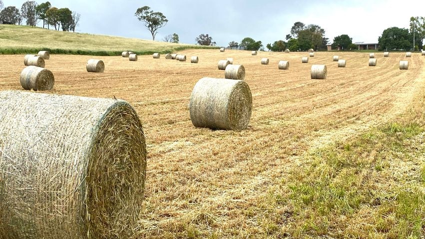 dozens of round hay bales dot a paddock