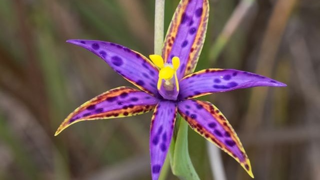 A queen of sheba orchid in the Great Southern region of Western Australia
